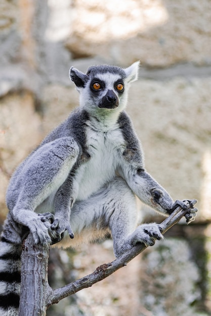 Lémur de cola anillada (lemur catta)