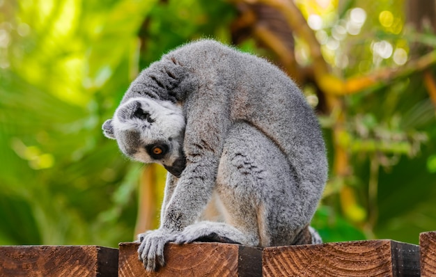 lémur de cola anillada en la naturaleza