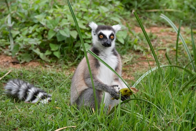 El lémur de cola anillada o katta es la especie más famosa de la familia de los lémures. El nombre de Madagascar para el lémur de cola anillada es amapolas. Madagascar, Africa