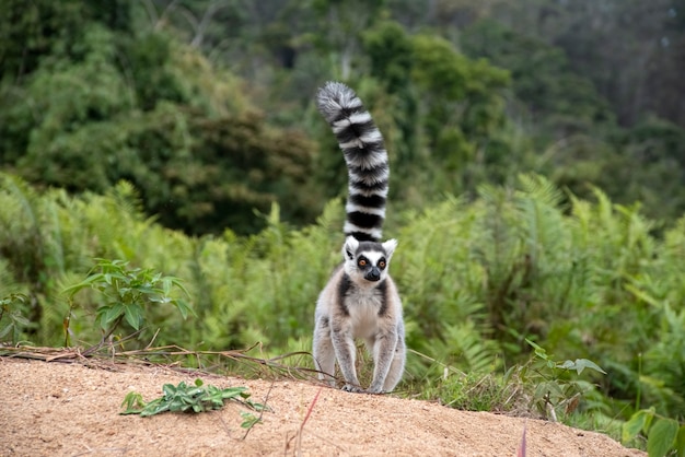 El lémur de cola anillada o katta es la especie más famosa de la familia de los lémures. El nombre de Madagascar para el lémur de cola anillada es amapolas. Madagascar, Africa