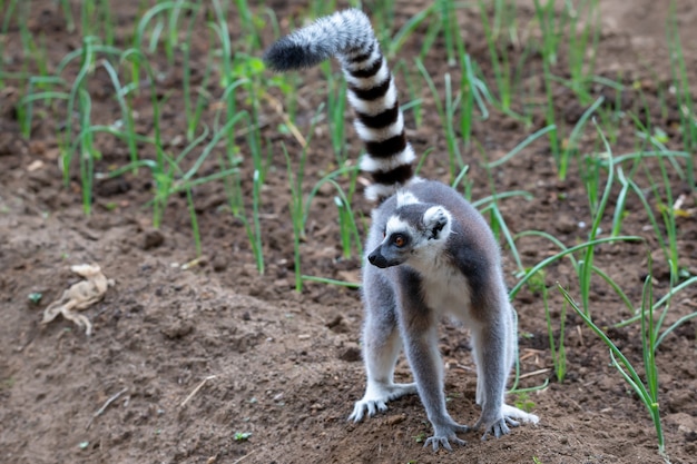 Foto un lémur de cola anillada salta por los campos de los lugareños