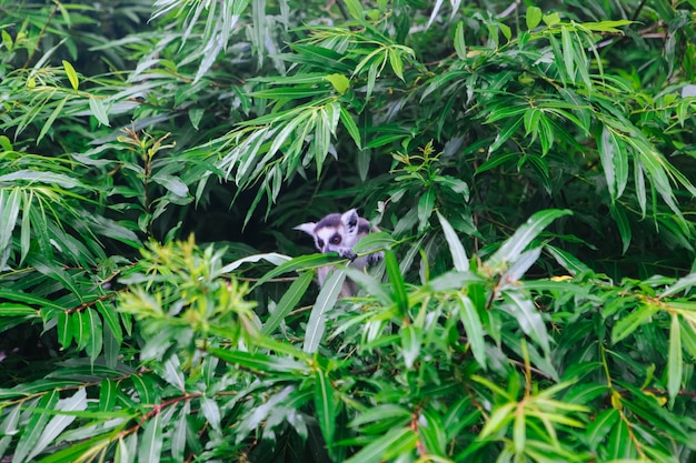 Lemur de cola anillada sentado en el árbol. Lemur catta mirando a la cámara.