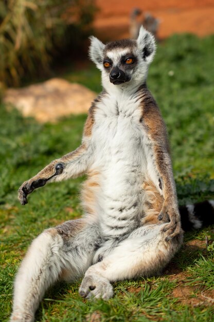 Foto el lémur de cola anillada está sentado sobre una hierba verde en un zoológico de grecia lemur catta