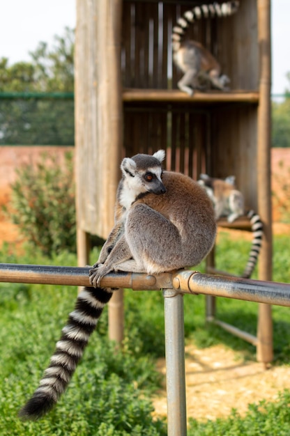 Foto el lémur de cola anillada está sentado en una valla en un zoológico de grecia lemur catta