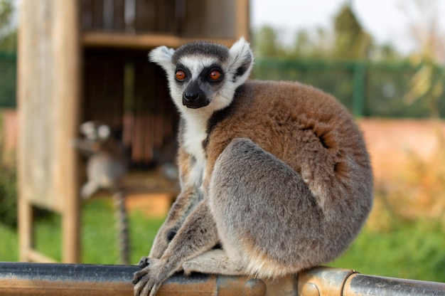 Foto el lémur de cola anillada está sentado en una valla en un zoológico de grecia lemur catta