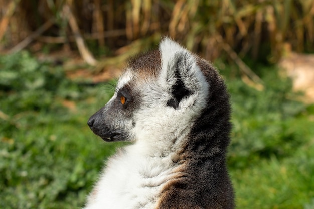 El lémur de cola anillada en un zoológico de Grecia Lemur catta Cerrar macro foto