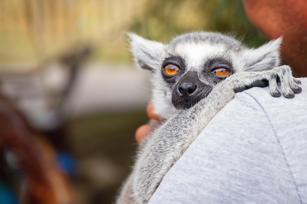 Lemur com rosto bonito calmo está sentado nos braços do homem