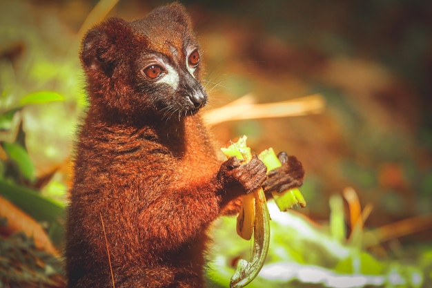 Lemur comendo banana