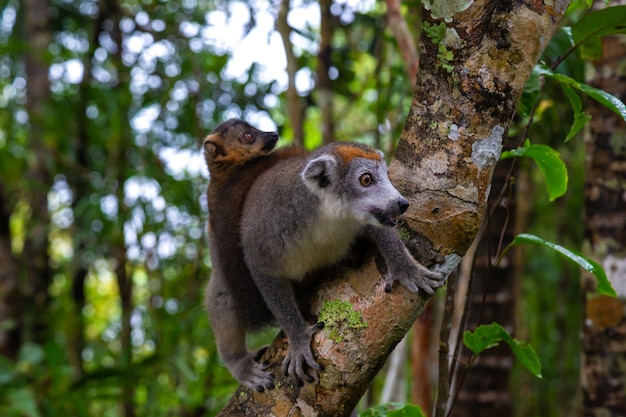 Foto el lémur de la corona en un árbol en la selva de madagascar