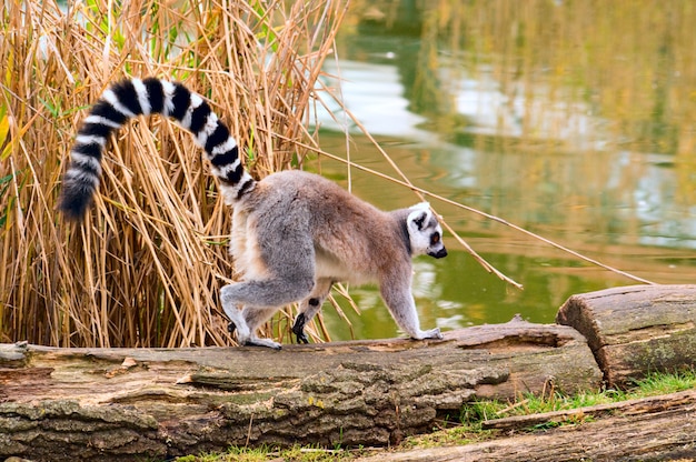 Lemur corriendo en la naturaleza