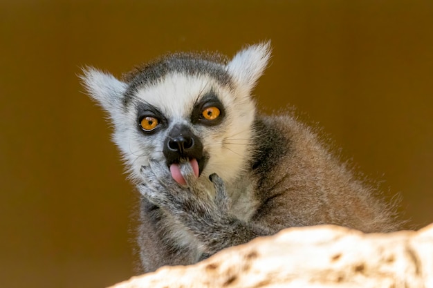 Lemur de cauda anelar