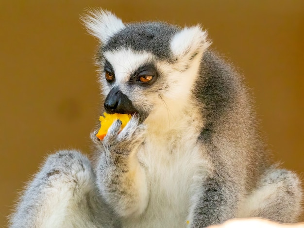 Lemur de cauda anelar