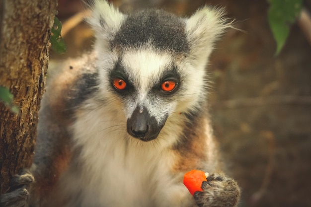 Lemur, der Orangenhaut isst