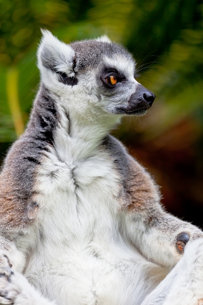 Lemur des ringförmigen schwanzes