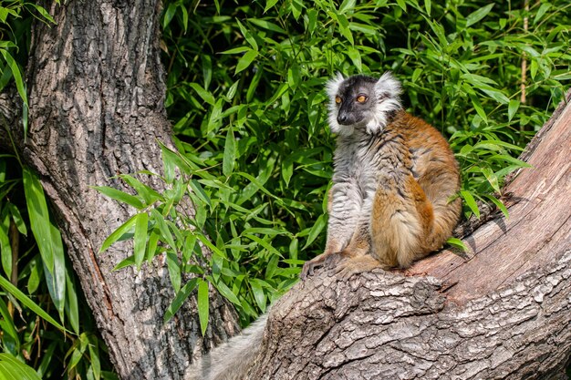 Lemur em um galho de árvore Lemur sentado e descansando em um galho de árvore