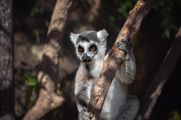 Un lémur en forma de anillo lemur catta se sienta en un árbol en la Reserva Natural de Anja Madagascar