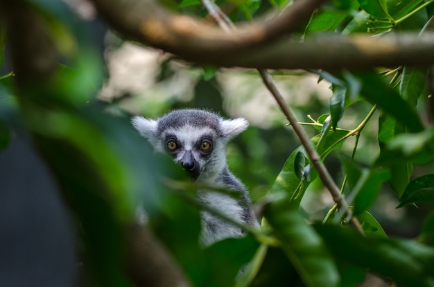 Lemur hinter Bäumen