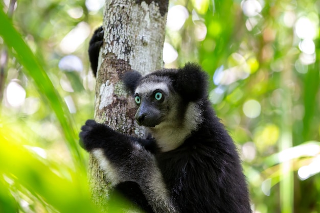 Un lémur Indri en el árbol observa a los visitantes del parque.