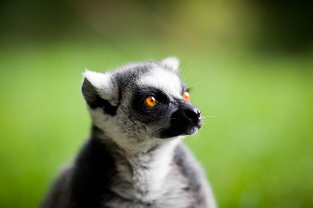 Lemur kata Lemur catta