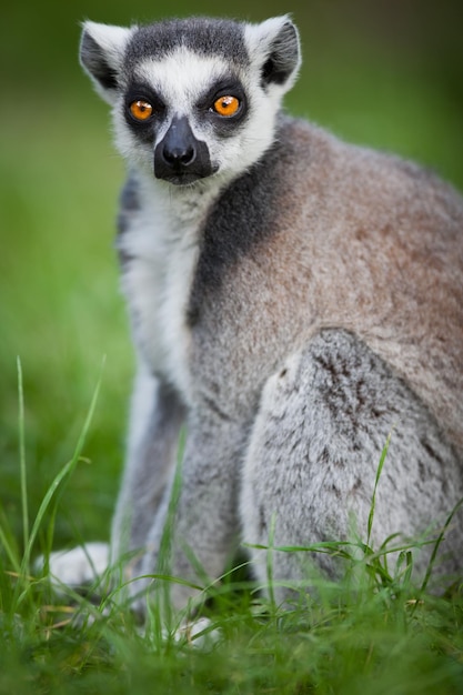 Lemur kata Lemur catta