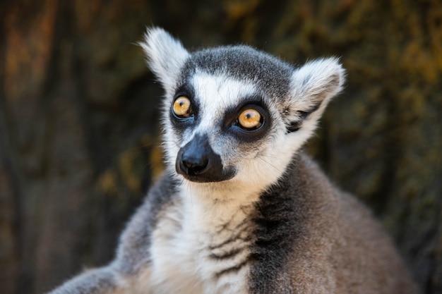 Foto lémur de madagascar con ojos amarillos de cerca.