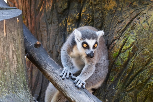 Lémur de Madagascar con ojos amarillos de cerca.