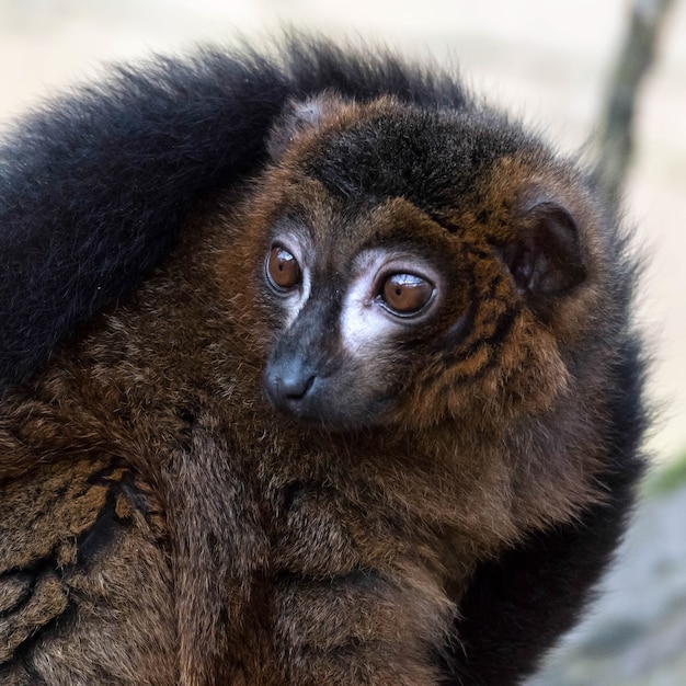 Lémur negro (Eulemur macaco)