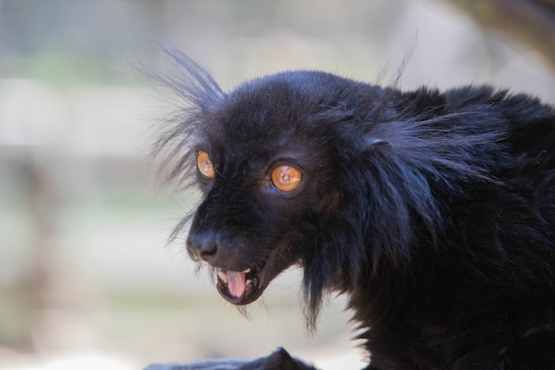 Foto lémur negro de madagascar con colmillos de cerca.