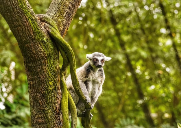 Foto un lémur está posado en la rama de un árbol en la jungla.