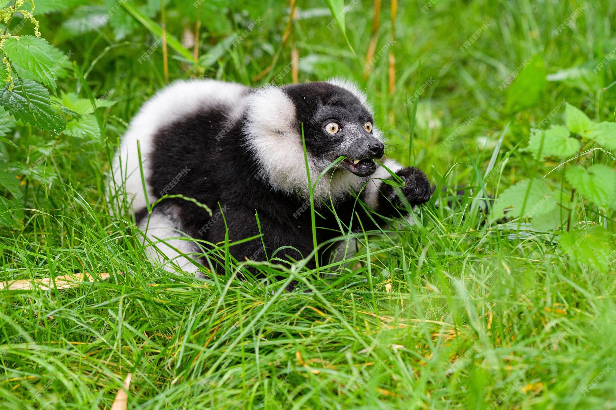 Foto Macaco branco e preto na grama verde durante o dia – Imagem