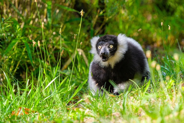 Foto Macaco branco e preto na grama verde durante o dia – Imagem