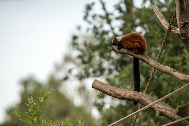 Lemur rojo con volantes