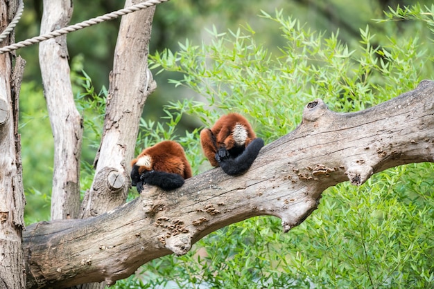 Lemur rojo con volantes