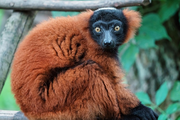 Lemur rojo con volantes