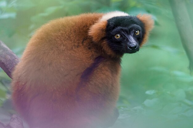 Lemur ruffed vermelho