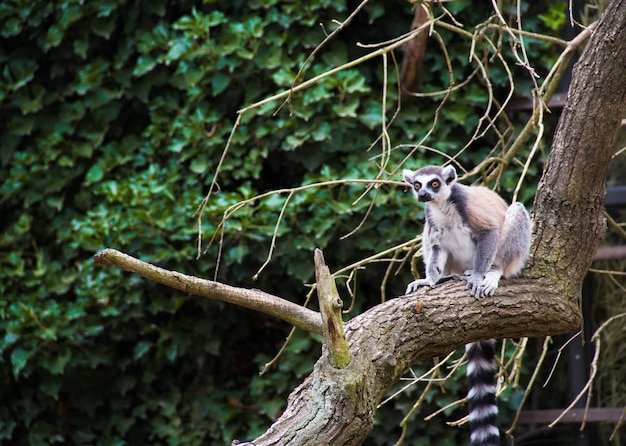 Lemur se sienta en un árbol. Catta Lemur