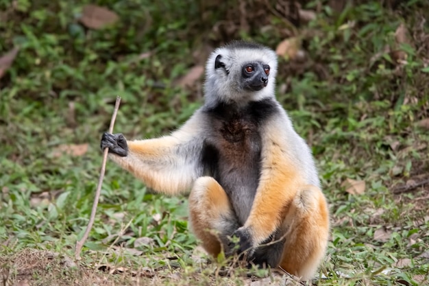 Lemur Sifaka Diademado. Sifaka es un género de primates de la familia Indriaceae, distribuidos únicamente en la isla de Madagascar.