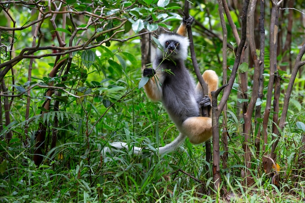 Un lémur Sifaka en la selva de la isla de Madagascar