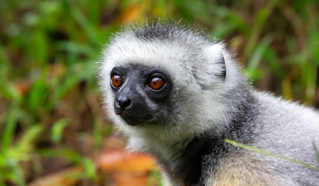 Un lémur Sifaka se sienta en la hierba y observa lo que sucede en el área.