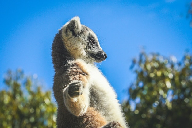 Lemur tomando sol em uma rocha