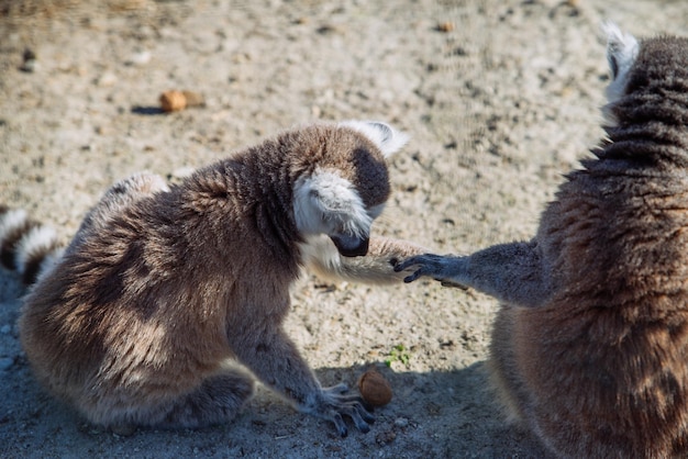 Lémur en la vida del zoológico bajo custodia