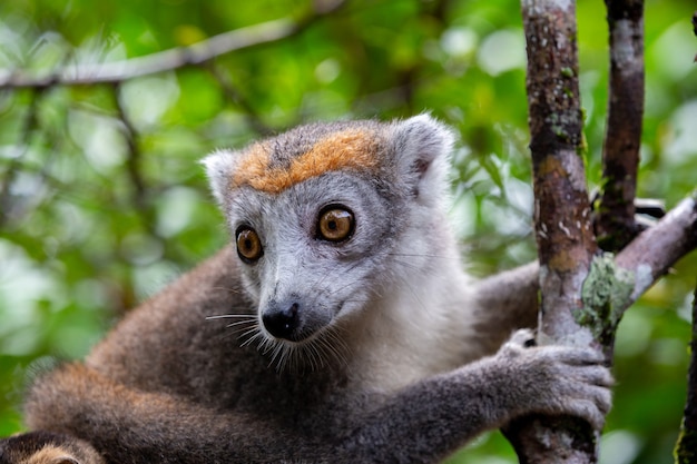 lêmure da coroa em uma árvore na floresta tropical de Madagascar