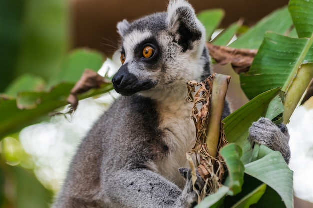 Lêmure de cauda anelada (lemur catta)