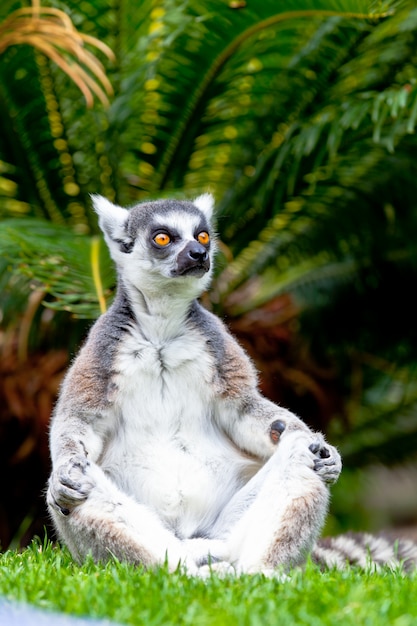 Lêmure de cauda em forma de anel, lemur catta