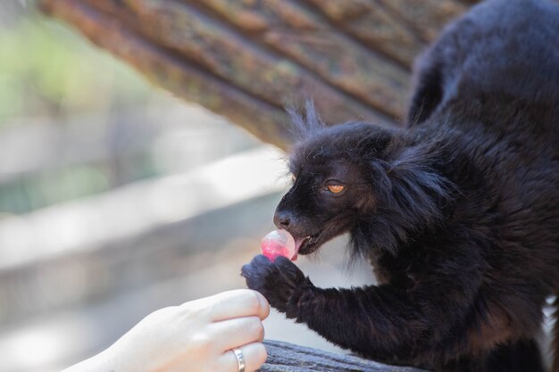 Foto lêmure preto de madagascar comendo pirulito close-up.