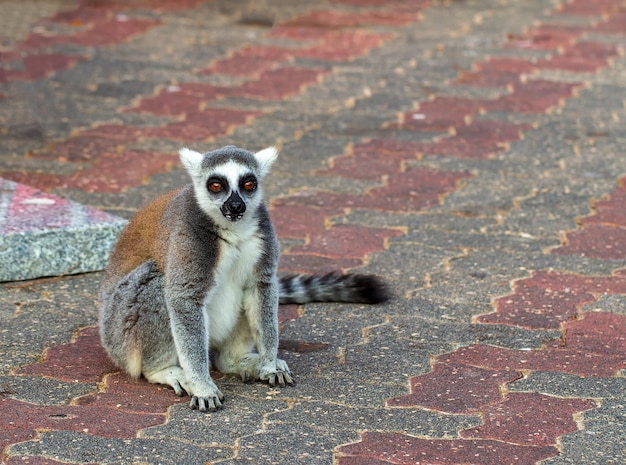 Lêmure que vive na cidade Lêmure RingTailed Lemur catta é um grande primata strepsirrhine caminhando