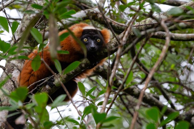 Lêmure vermelho peludo fofo na natureza