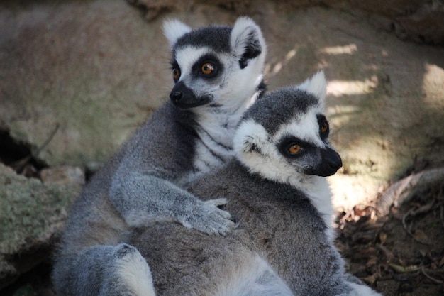 Lemurenpaar der Art Katta (Lemur catta)