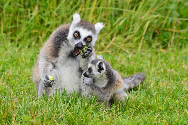 Lémures comiendo comida en el campo de hierba