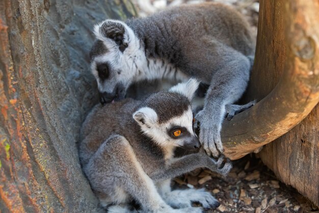 Lémures de Madagascar, madre con primer plano del bebé.